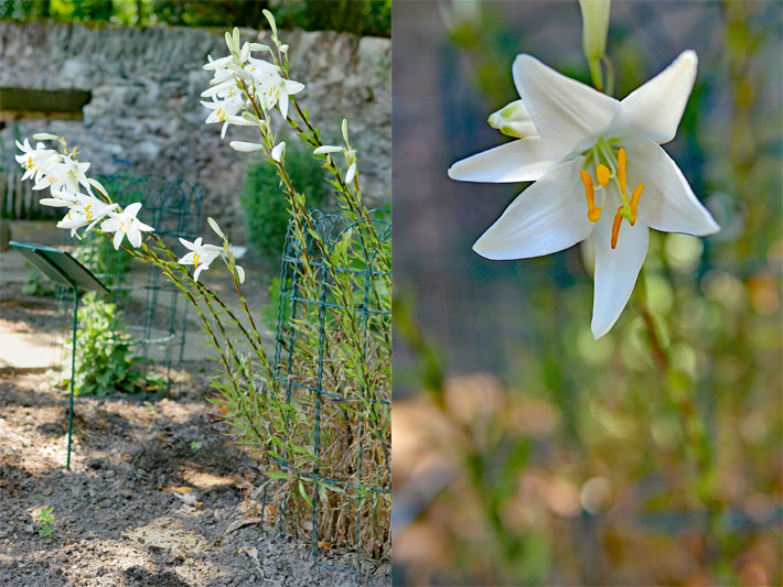 Großaufnahme der weißen Blüten einer Madonnen-Lilie, botanischer Name Lilium candidum, und Foto der ganzen hohen Blume in einem Botanischen Garten