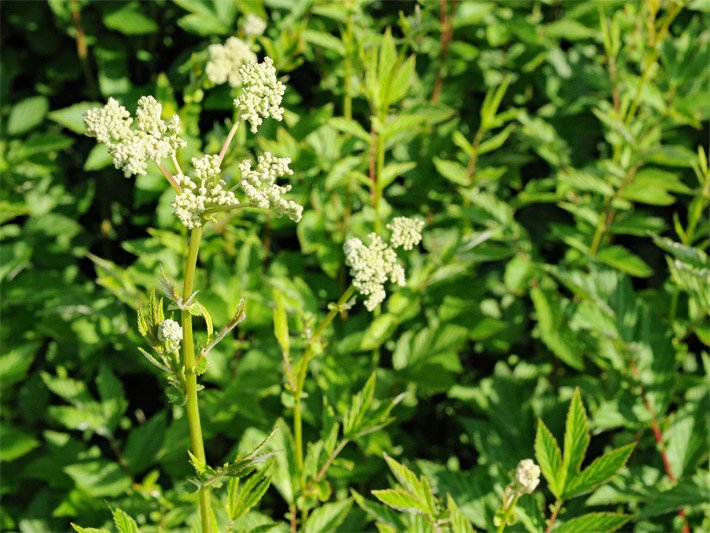 Schirmrispige, weiße Blüten von einem Echten Mädesüß