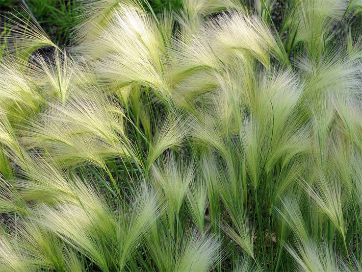 Blühende Mähnengerste mit silberweißen, seidigen Blüten als Stauden-Pflanzen in einem Beet