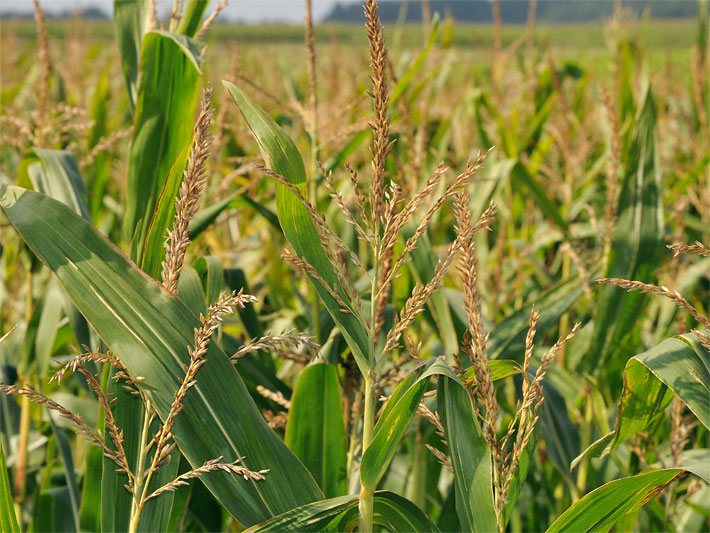 Männliche Mais-Rispen in Blüte in einem Maisfeld