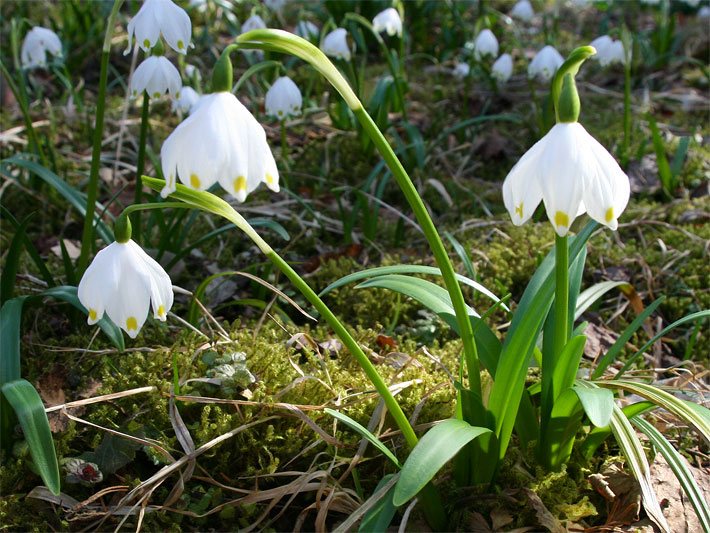 Weiße, glockenförmige Blüten mehrerer Märzenbecher, botanischer Name Leucojum vernum, auf der Wiese vor einer Terrasse