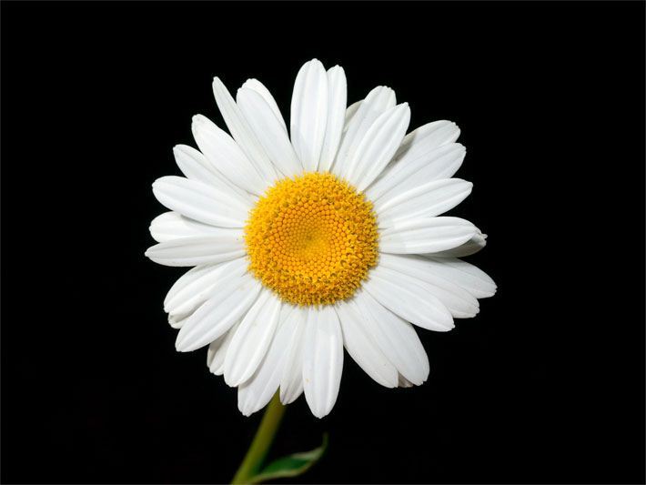 Blüte einer Magerwiesen-Magerite, botanischer Name Leucanthemum vulgare, mit weißen Blütenblättern und orange-gelber Blütenmitte