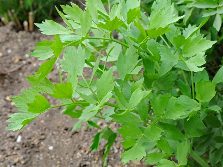 Grüne Blätter einer Maggikraut- oder auch Liebstöckl-Pflanze in einem Beet