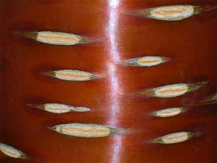 Rotbraune Rinde einer Mahagoni-Kirsche, die an Mahagonieholz erinnert