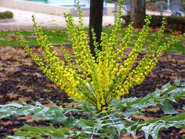 Nedrig gewachsene Mahonie der Sorte Winter Sun, botanischer Name Mahonie x media, mit gelben Blüten