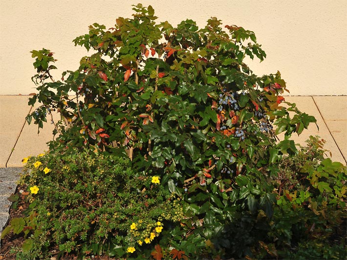 Gewöhnliche Mahonie, botanisch Mahonia aquifolium, mit Früchten und einem unterpflanzten gelb blühenden Fingerstrauch, botanisch Potentilla fruticosa, vor einer Hausmauer