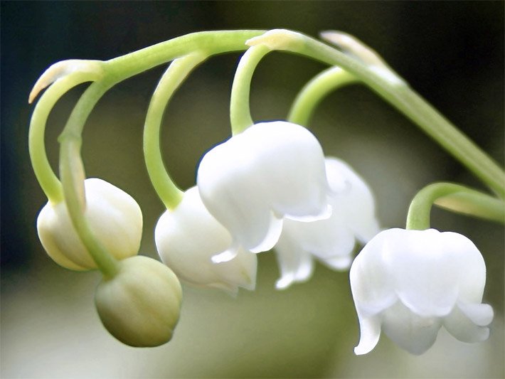 Weiße, glockenförmige Blüten von einem Maiglöckchen, botanischer Name Convallaria majalis