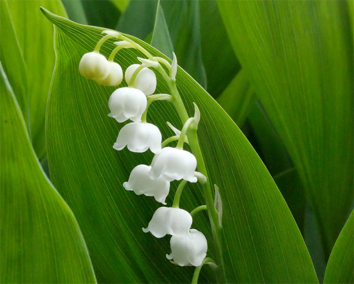 Grüne Blätter und Glockenblüten mit weißer Blüten-Farbe von einem Maiglöckchen, botanischer Name Convallaria majalis