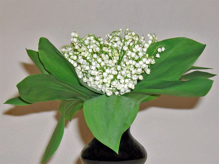 Maiglöckchenstrauß in einer schwarzen Blumenvase auf Ton