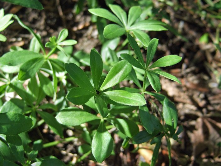Grüne Blätter vom Waldmeister, auch Maikraut oder Wohlriechendes Labkraut, die zu Sechst im Quirl um den Stengel angeordnet sind
