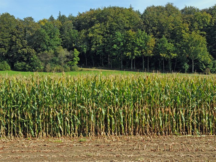 Teilweise abgeerntetes Maisfeld vor einer Wiese am Waldrand an einem sonnigen Herbsttag