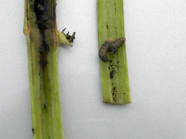 Längs aufgeschnittener Stängel einer Yacon-Pflanze, in dem eine Raupe des Schmetterlings-Schädlings Maiszünsler zu erkennen ist
