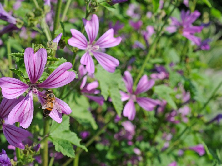 Wilde Malve mit Blättern und purpur-rosafarbenen Blüten