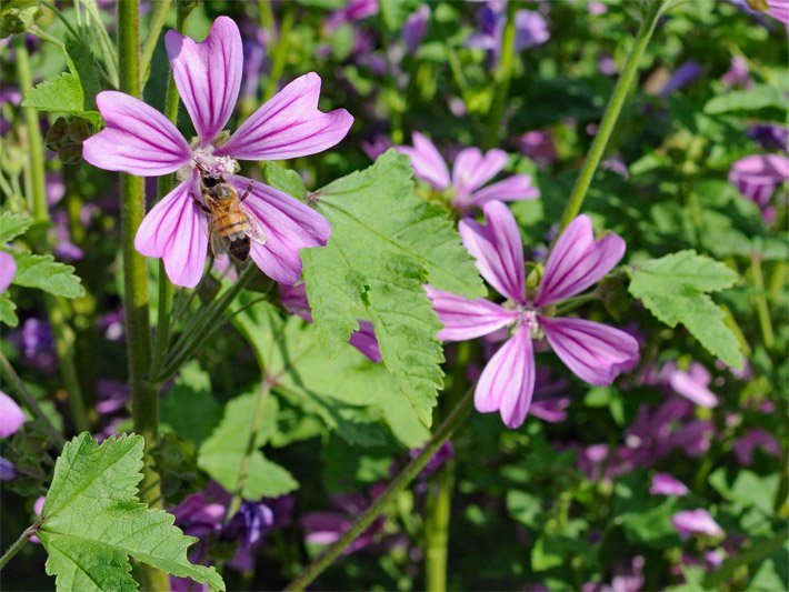 Zwei pollen-haltige rosa-purpurfarbene Malvenblüten einer Wilden Malve, botanischer Name Malva sylvestris, auf der einen Scheibenblüte sitzt eine bestäubende Biene