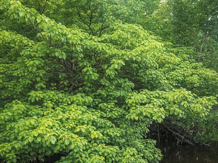 Grüne Blätter vom Manchinelbaum/Manzanillobaum, botanischer Name Hippomane mancinella