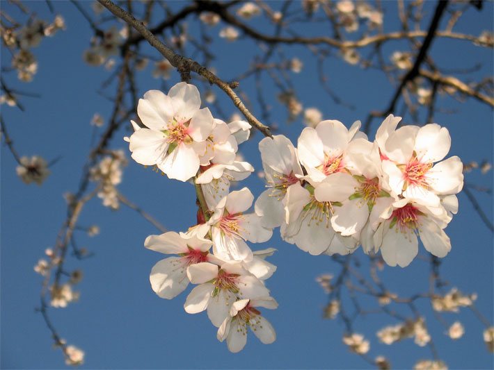 Weiße Blüten von einem Mandelbaum im Frühjahr
