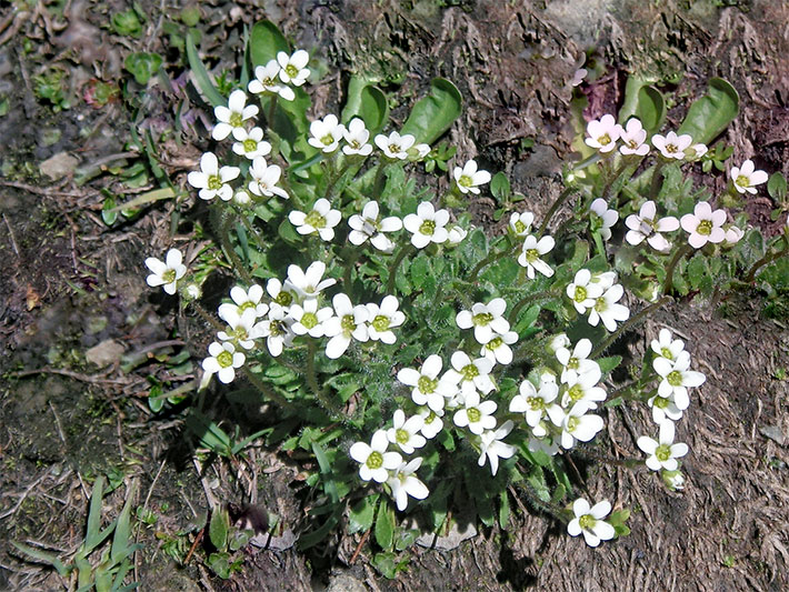 Mehrere Mannsschild-Steinbrech, botanischer Name Saxifraga androsacea, mit weißen Blütenblättern und gelb-grüner Blüten-Mitte in den Allgäuer Alpen