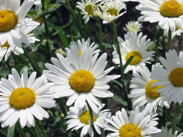 Mehrere langblühende Wiesen-Margeriten, botanischer Name Leucanthemum vulgare, im Blumenbeet mit weißen Zungenblüten, angeordnet um goldgelbe Röhrenblüten in der Blütenmitte