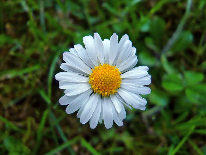 Gelbe Körbchenblüte mit weißen Zungenblüten von einem Gänseblümchen (schweizerisch: Margritli), botanischer Name Bellis perennis, auf einer Wiese