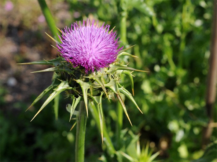 Purpur farbene Körbchen-Blüte einer Mariendistel, botanischer Name Silybum marianum, mit Blütenkorb aus einzelnen Röhrenblüten