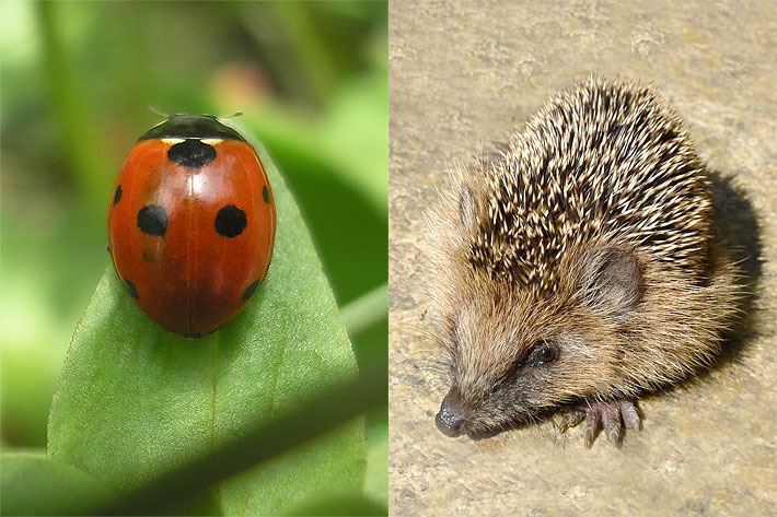 Igel im Garten auf einer Stein-Terrasse und Siebenpunkt-Marienkäfer mit halbkugeligem Körperbau