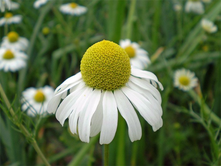 Blüte der Echten Kamille, botanischer Name Matricaria chamomilla, mit goldgelben Röhrenblüten, die kegelförmig mittig angeordnet sind, und außen herum strahlenförmig angeordneten, heruntergeklappten, weissen Zungenblüten