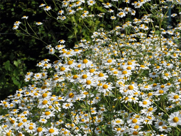 Blühendes Mutterkraut, botanischer Name Matricaria parthenium, mit kamille-ähnlichen weiß-gelben Blüten