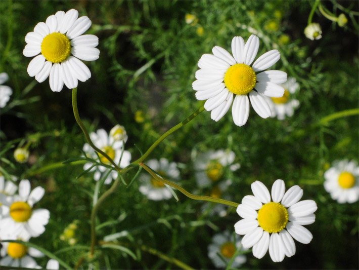 Blühende Echte Kamillen mit weißen Zungenblüten, die kreisförmig angeordnet sind um einen Blütenkorb mit goldgelben Röhrenblüten