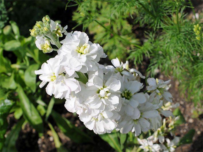 Weiße Blüte einer Garten-Levkoje, botanischer Name Matthiola incana, in einem Blumenbeet