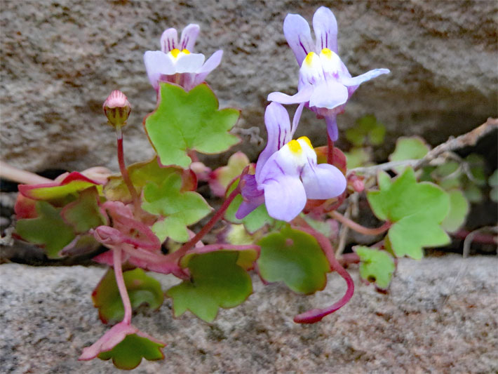 Blass-violett blühendes Mauer-Zimbelkraut / Zymbelkraut (Mauerblümchen), botanischer Name Cymbalaria muralis, mit maskenförmigen Blüten in einem Steingarten