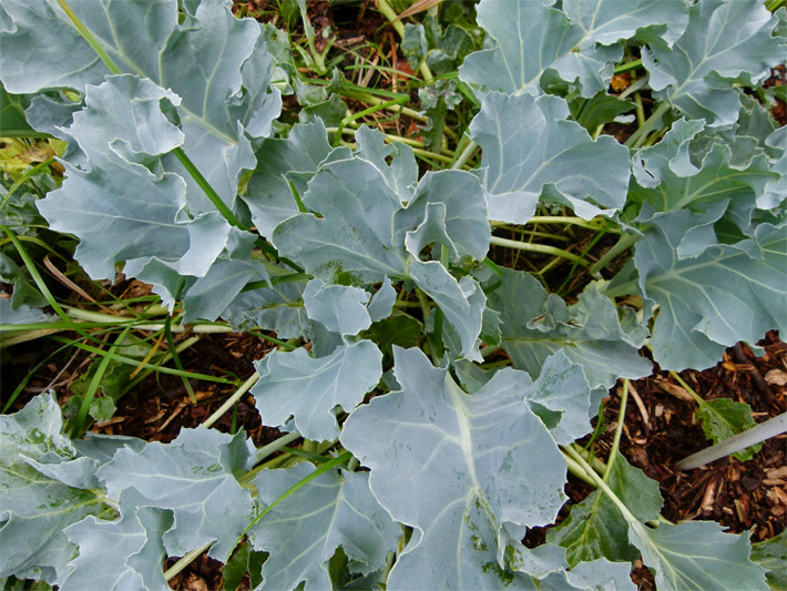 Grüne Blätter von einem Meerkohl, botanischer Name Crambe maritima, in einem Gemüsebeet