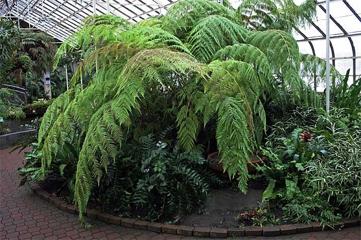 Mexikanischer Baumfarn in einem botanischen Gewächshaus