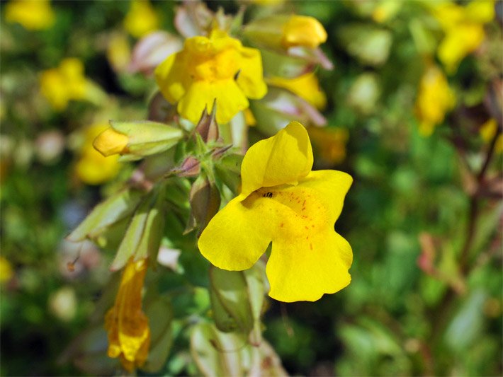 Gefleckte Gauklerblume mit gelben Blüten, botanischer Name Mimulus guttatus