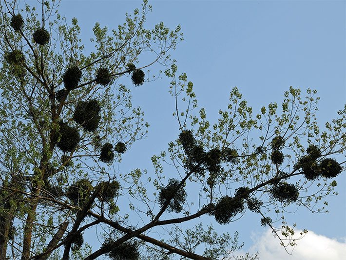 Misteln auf einem Laubbaum im Frühling