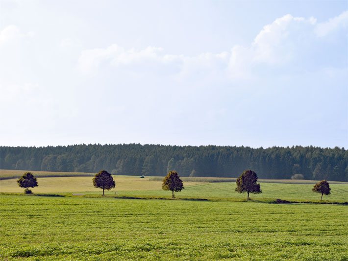 Fünf mittelgroße Laubbäume in Reihe und gleichem Pflanzabstand auf dem Land im Sommer