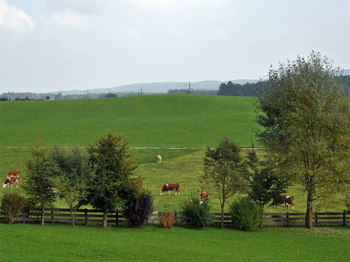 Mittelgroße Gartenbäume mit Laubblättern und Nadeln im Sommer