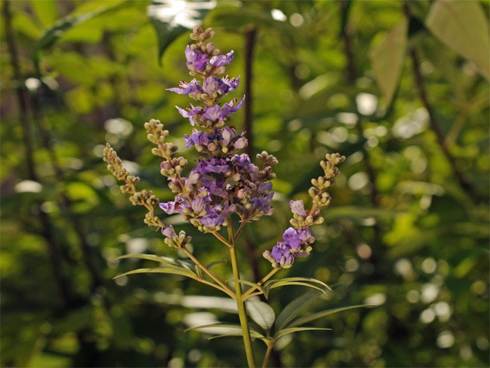 Mönchspfeffer mit lila-violetten Blüten