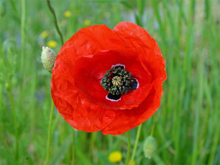 Leuchtend rot blühende, langlebige Mohnblume, auch Klatschmohn, botanischer Name Papaver rhoeas, auf einer Wiese