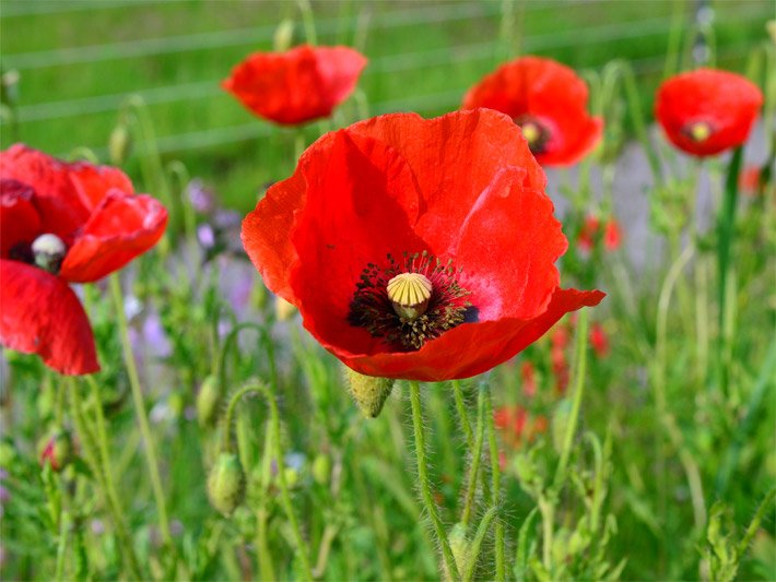 Mohnblumenwiese mit Klatschmohn, botanischer Name Papaver rhoeas, und mit orange-roten, geöffneten Blüten