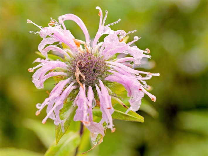 Wilde Bergamotte, auch Wilde Indianernessel, botanischer Name Monarda fistulosa, mit braun-rötlicher Blütenkrone und rosa-violetten, hängenden Blütenblättern mit Tautropfen