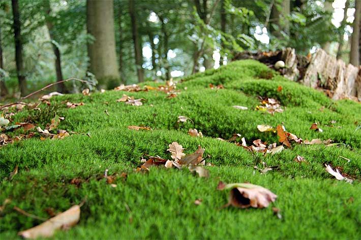 Moosbedeckter Waldboden