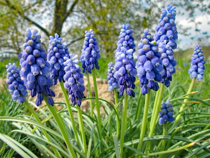 Lila-blaue Blüten einer Pflanzung der Armenischen Traubenhyazinthe, botanischer Name Muscari armeniacum, in einem Beet