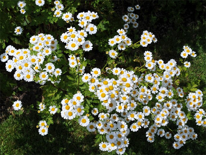 Mutterkraut-Blüten mit weißen Zungenblüten und gelben Röhrenblüten