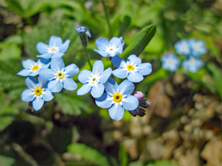 Hellblaue Blüten mit mittiger, gelb umrandeter Kronröhre von einem Wald-Vergissmeinnicht, botanischer Name Myosotis sylvatica, als Grabbepflanzung