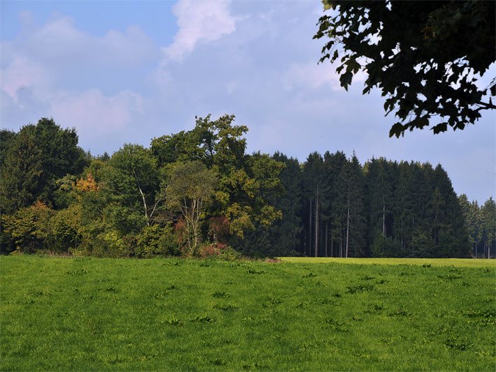 Der Rand von einem Nadel-Blätter-Wald im Spätsommer