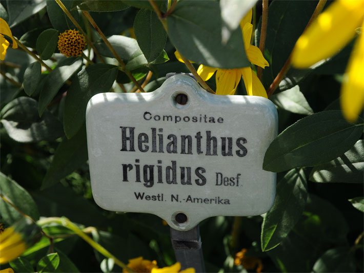 Pflanzen-Namensschild mit der Beschriftung Compositae, Helianthus rigidus, Desf., Westl. N.-Amerika, Veröffentlichung mit freundlicher Genehmigung des Botanischen Gartens München-Nymphenburg