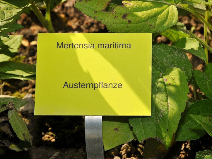 Gelbes Pflanzen-Namensschild mit der Aufschrift Mertensia maritima, Austernpflanze