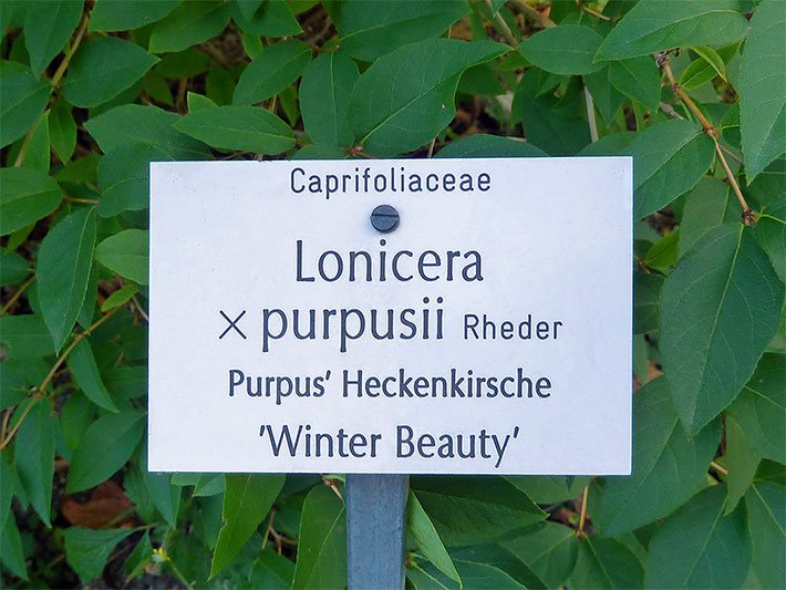 Pflanzen-Namensschildes mit der Beschriftung Caprifoliaceae Lonicera x purpusii Rheder Purpus Heckenkirsche Winter Beauty, Veröffentlichung mit freundlicher Genehmigung des Botanischen Gartens München-Nymphenburg