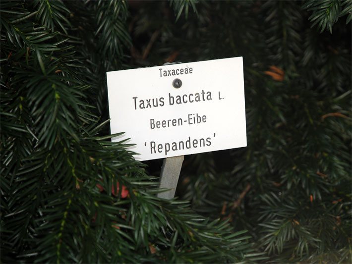 Pflanzen-Namensschild mit der Beschriftung Taxaceae Taxus baccata L., Beeren-Eibe, Repandens, Veröffentlichung mit freundlicher Genehmigung des Botanischen Gartens München-Nymphenburg