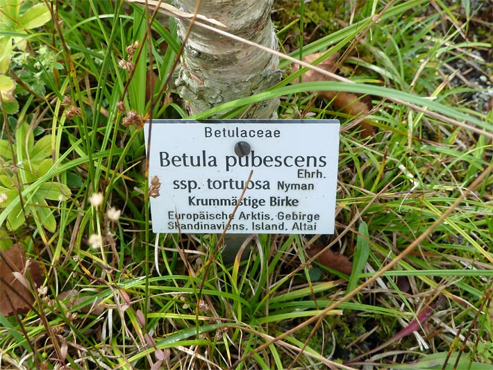 Pflanzen-Namensschild mit der Beschriftung Betulaceae, Betula pubescens Ehrh., ssp. tortuosa Nyman, Krummästige Birke, Europäische Arktis, Gebirge Skandinaviens, Island, Altai